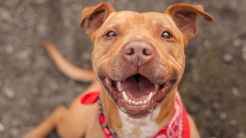 Things I Wish I Knew Before Getting a Bully Breed