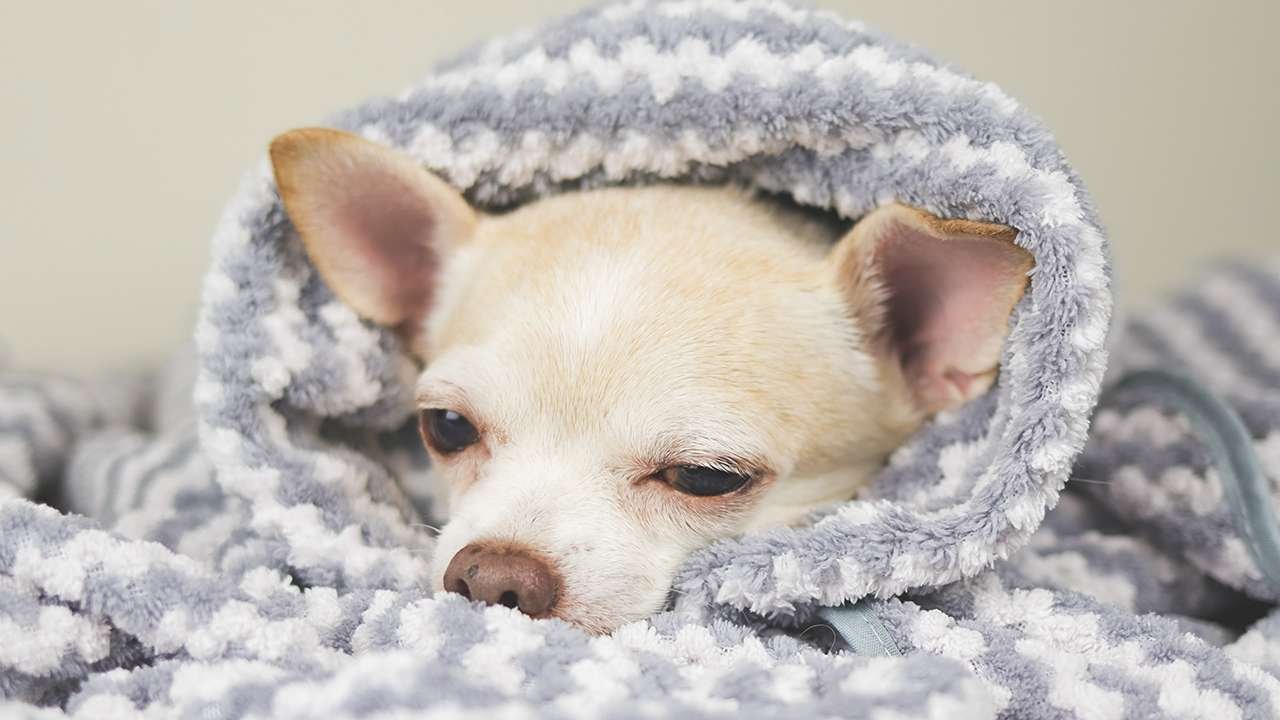 Dressing up My Chihuahua for a Day of Shopping
