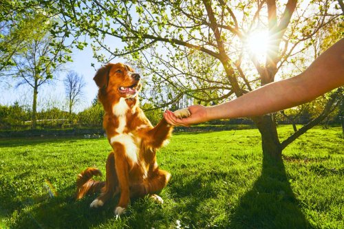 Les éducateurs canins l’avouent : ces races sont (presque) impossibles à dresser !
