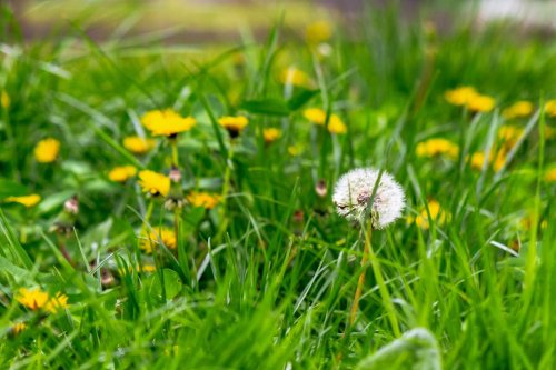 Pourquoi il ne faut surtout pas tondre sa pelouse en avril ?