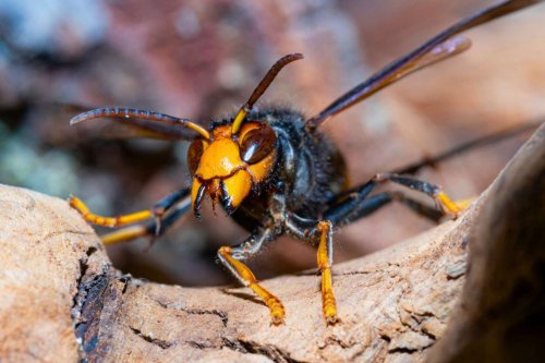 N'écrasez surtout pas ce frelon asiatique ! Voici pourquoi