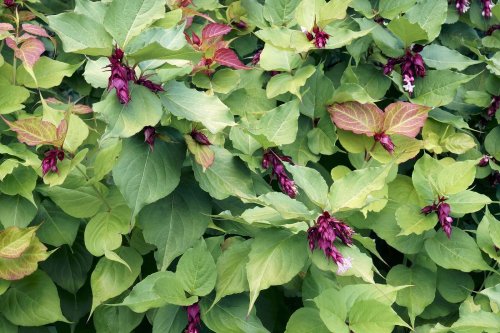 Définition | Leycesteria | Futura Planète