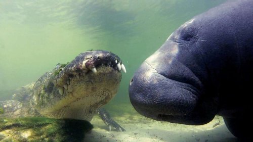 L’étrange alliance entre l'alligator, tueur des marais, et le lamantin, géant inoffensif