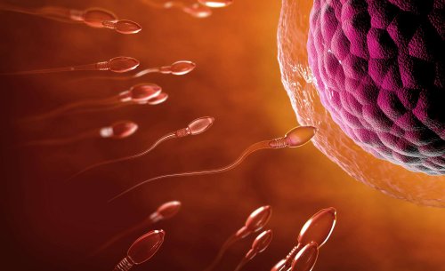 Spermatozoïdes : ce que la science vient de découvrir change tout sur le moment de la fécondation !