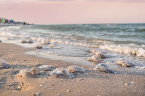 Une invasion impressionnante de méduses sur les plages de la côte Atlantique