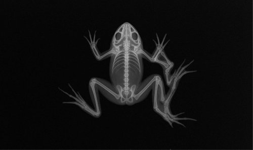 Horreur dans les étangs : il se passe quelque chose d’étrange chez les grenouilles aux États-Unis