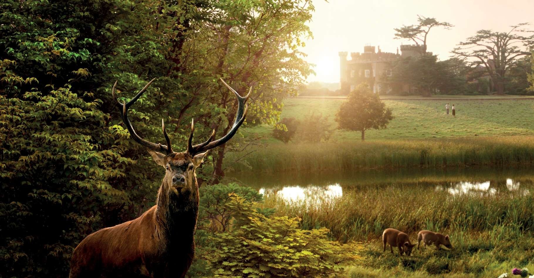 « Nous pouvons ramener la vie là où il n’y en avait plus ». L’expérience a été menée sur le domaine de Knepp et le film « Wilding » nous la raconte