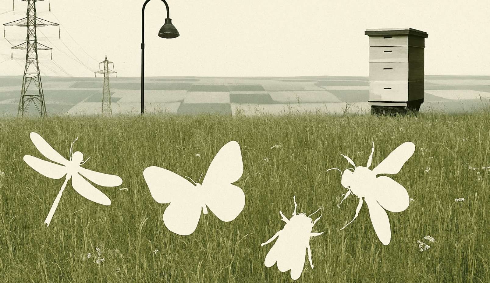 Les 5 grandes causes de la disparition des insectes sont désormais identifiées !