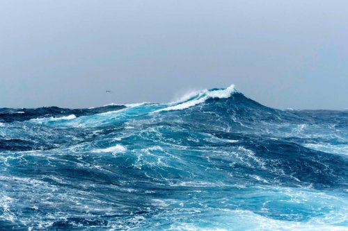 Un requin vieux de 400 ans : la nature détient-elle le secret de la longévité ?