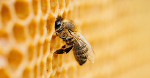 « Les choix que nous faisons aujourd’hui pour préserver les abeilles vont décider du futur de toute la vie sur Terre »