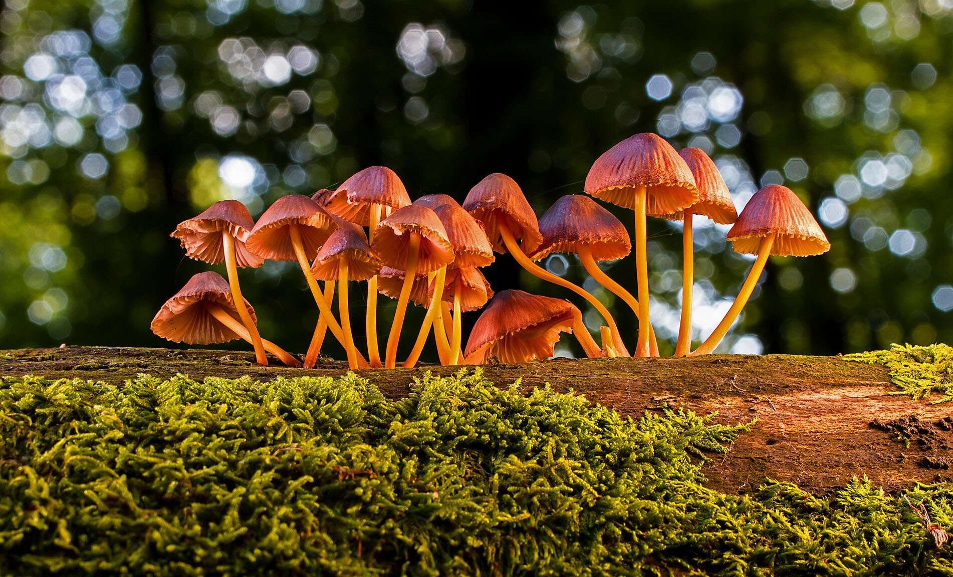 Pourquoi les bactéries et champignons façonneront le XXIe siècle (1/2) ?