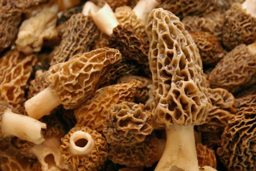 Vous ne trouvez plus de morilles ? Ce n’est pas un hasard (ni une mauvaise saison)
