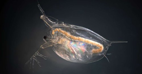 Des chercheurs ont découvert un mécanisme qui pourrait précipiter l’effondrement de nombreuses espèces