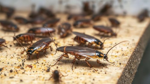 Voici l'horrible raison pour laquelle la Chine élève des milliards de cafards chaque année