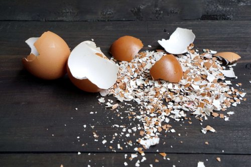 Une start-up révèle le potentiel écologique et économique des coquilles d'œufs
