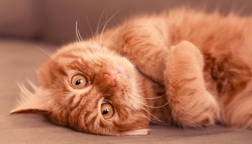 Chat roux : les scientifiques ont enfin trouvé ce qui le rend unique !
