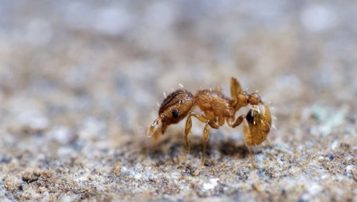 La redoutable « fourmi électrique » est arrivée en France