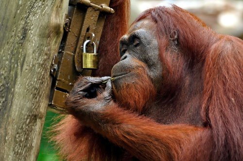L’histoire incroyable de l'orang-outan dont le plan d’évasion a fait trembler tout un zoo