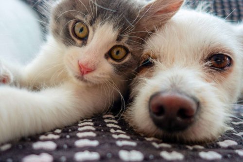 Posséder un chat : vrai facteur de risque pour la santé mentale ou simple coïncidence ?