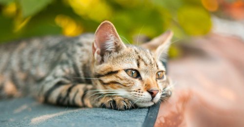 Comment savoir si votre chat est déprimé ?