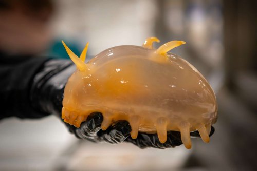 Des chercheurs ont découvert ces étranges créatures marines… et vous ne devinerez jamais ce que c’est