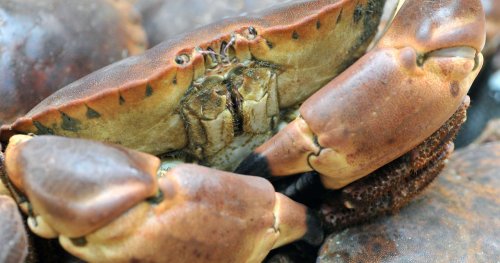 Les futures batteries sodium-ion pourraient être conçues à partir de la carapace des crabes