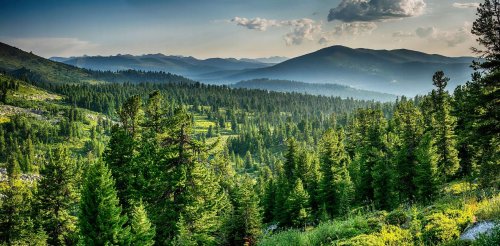 Une démonstration aux États-Unis montre que planter des arbres peut refroidir le climat d'une région
