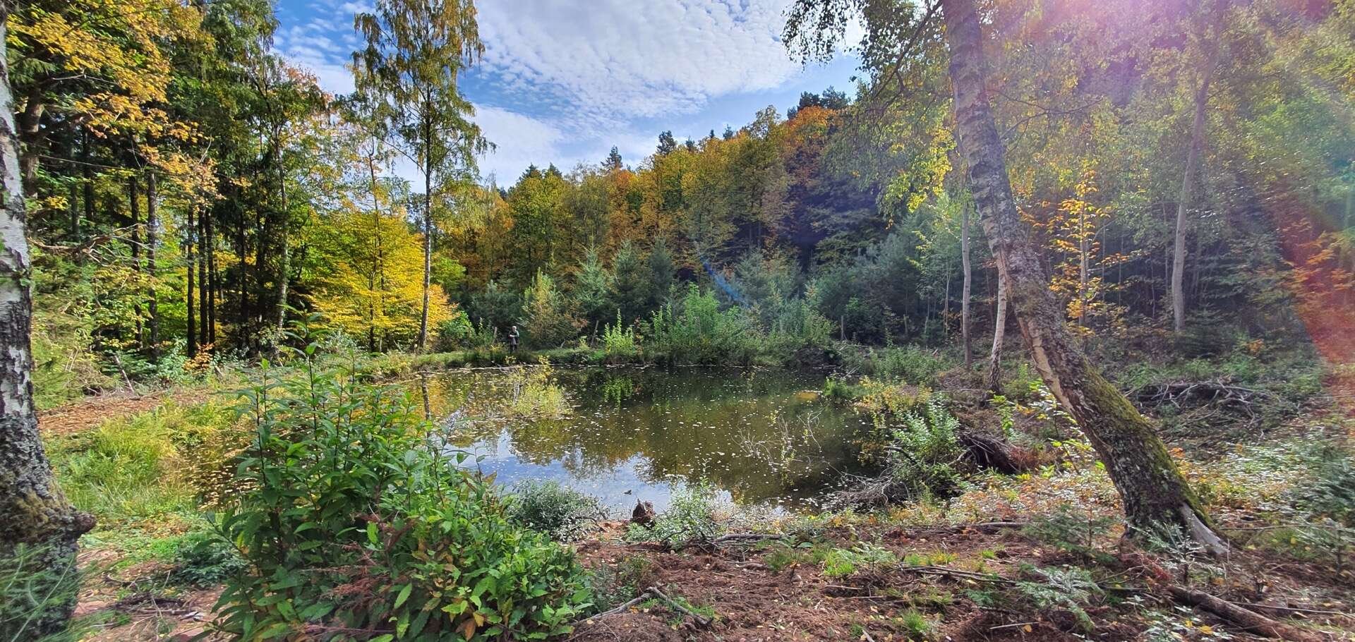 Transition écologique : et si l’avenir passait par nos petites forêts ?