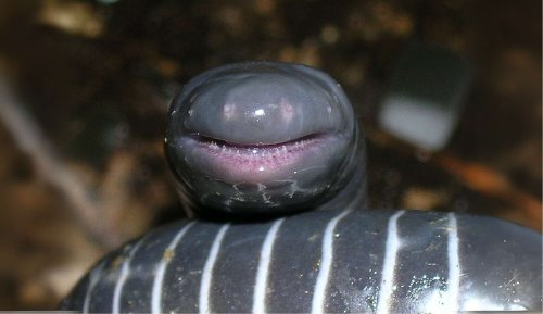 Ils mangent leur mère à la naissance : le rituel macabre de cet amphibien méconnu