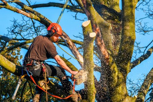 Abattre un arbre dans votre jardin : attention aux lourdes amendes !