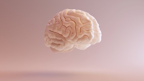 Les secrets de notre cerveau