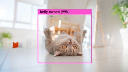 AI pet camera Pet Pet Cam can feed social media by 'spotting cute events'
