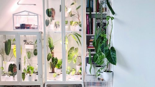 The IKEA greenhouse cabinet is the ultimate IKEA hack for houseplant fans