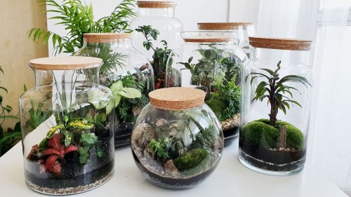 How to make a terrarium: experts explain how to master these miniature gardens