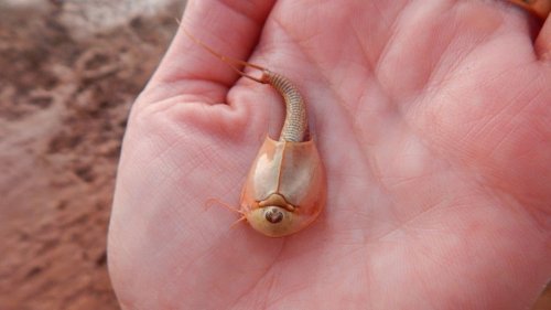 Hundreds of three-eyed 'dinosaur shrimp' emerge after Arizona monsoon