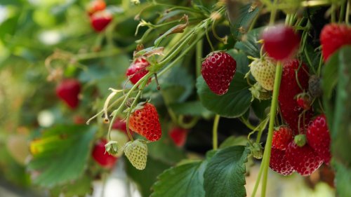 I've discovered a decoy hack to stop birds from eating your strawberry plants – it's so simple anyone can try it