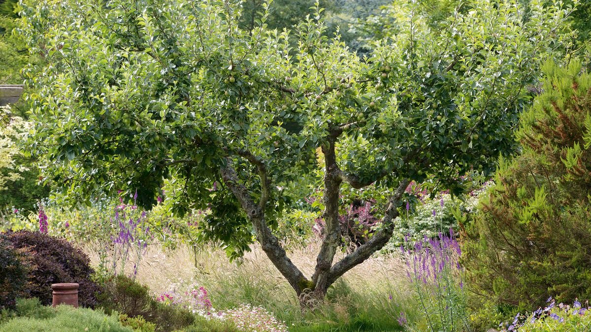 How to plant fruit trees – an expert guide