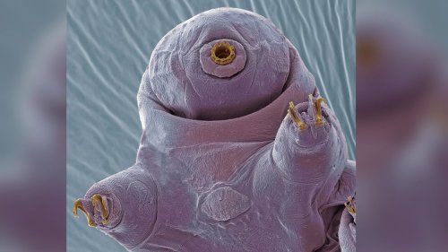 We finally know how tardigrades mate