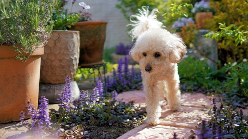 The most poisonous plants for dogs: the flowers and shrubs to watch out for in your garden