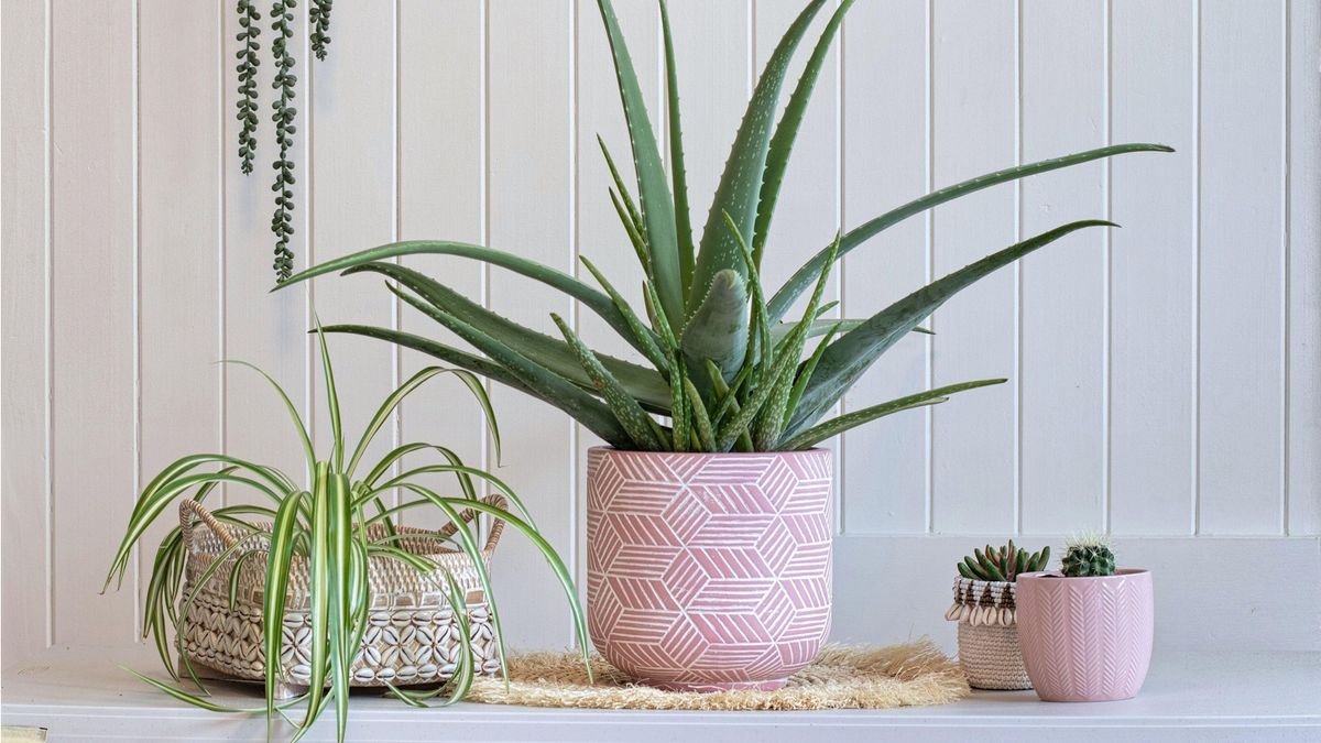 4 unexpected uses of aloe vera plants – cosmetics and botanical experts reveal how to get the most out of this popular houseplant