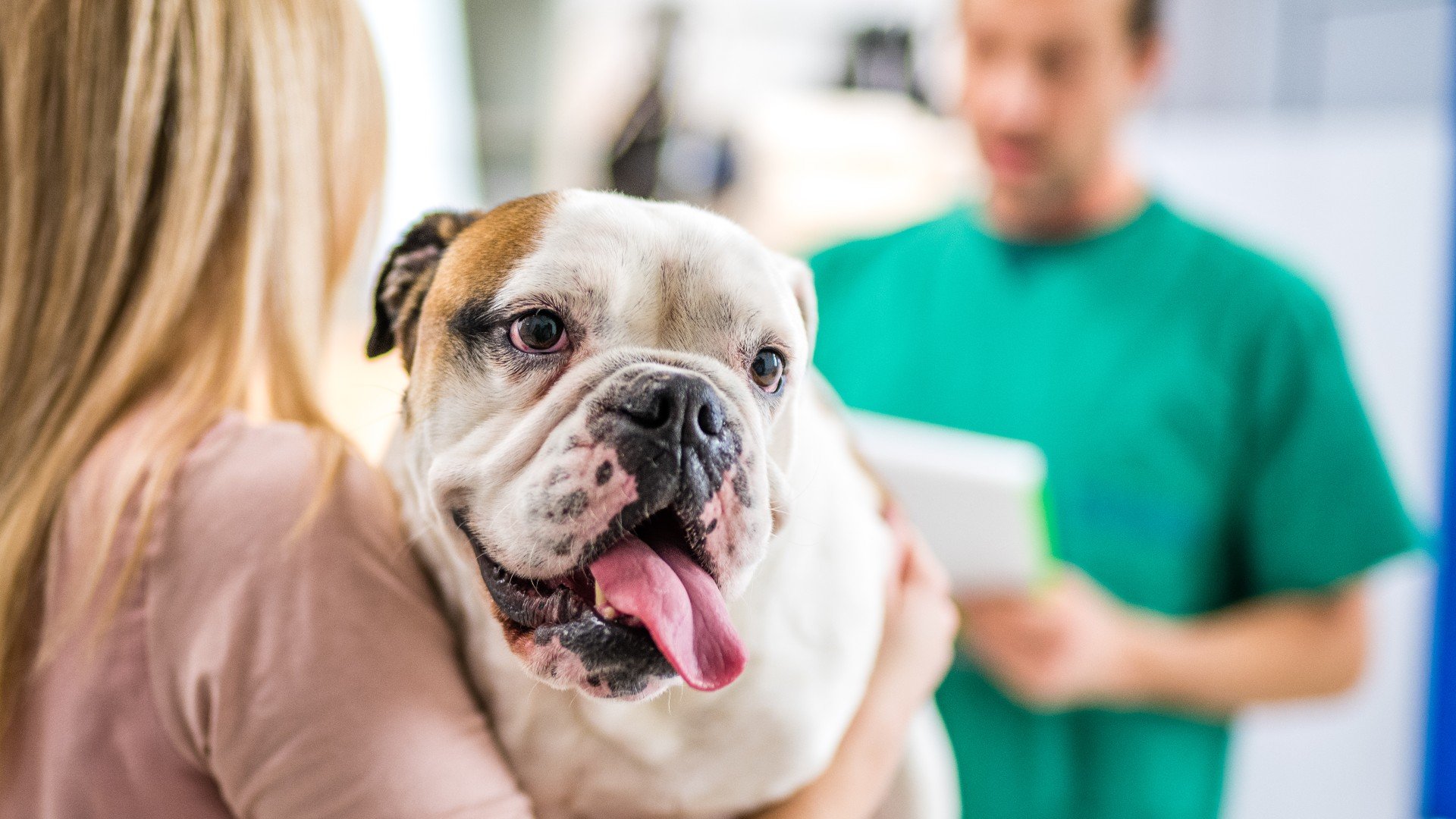 What is bloat in dogs? A vet's guide