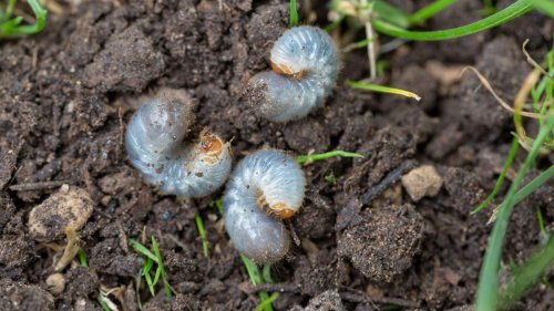 How to get rid of lawn grubs for a pest-free backyard