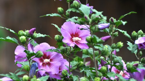 5 shrubs that thrive on neglect – expert recommendations for low-maintenance, fuss-free plants