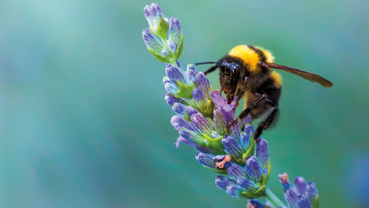 Help our favourite pollinators thrive with these garden tips