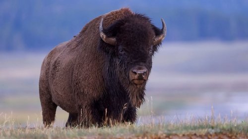 Hormonal bison go on the attack