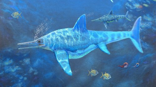 Animals: Sea monster from Chile had 2 buns in the oven, rare fossil reveal