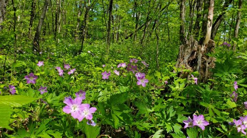 How to grow wild geranium – for a hardy flowering perennial that will thrive in shady gardens