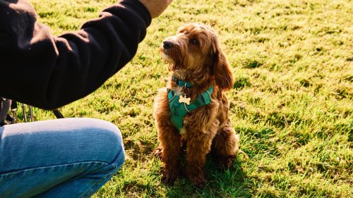 Finally! Trainer shares secret to a better behaved dog - and it’s all in how you dish out rewards
