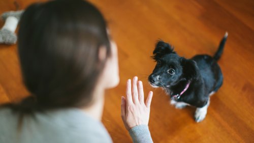 Want a better behaved dog? This trainer shares three simple things that will make all the difference