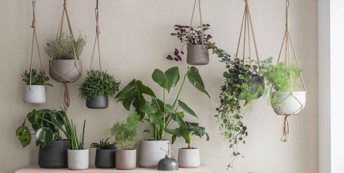 The only 5 tips you need to know about hanging plants indoors - simple steps to successful suspension